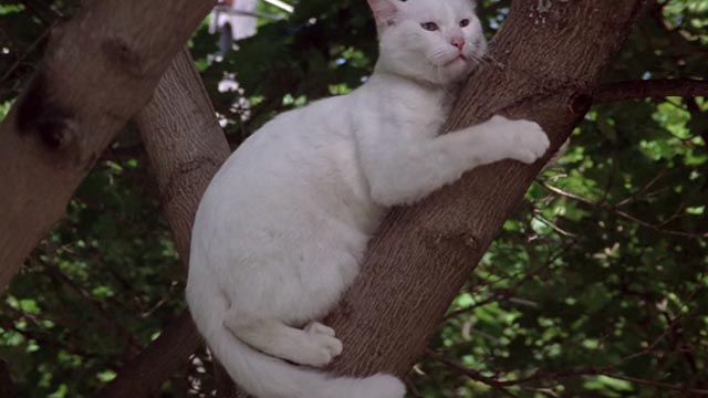 Roxanne - white cat Snowball stuck in tree