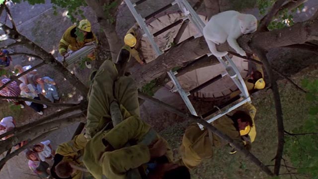 Roxanne - white cat Snowball stuck in tree with inept firemen below