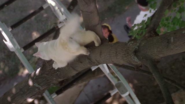 Roxanne - white cat Snowball coming down from tree