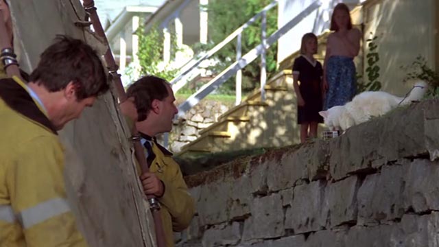 Roxanne - white cat Snowball eating food from can