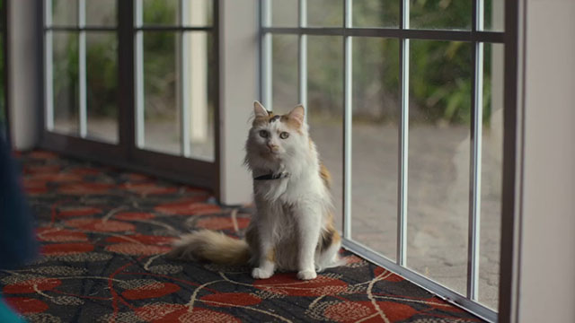 The Rule of Jenny Pen - longhair calico cat Pluto Marbles by window