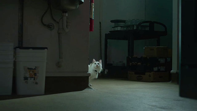 The Rule of Jenny Pen -  longhair calico cat Pluto Marbles looking around corner