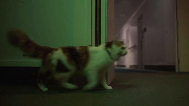 The Rule of Jenny Pen - longhair calico cat Pluto Marbles walking down hallway