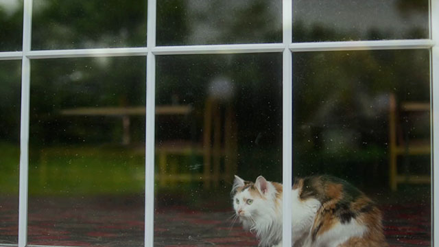 The Rule of Jenny Pen - longhair calico cat Pluto Marbles looking out window