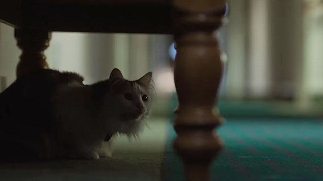 The Rule of Jenny Pen - longhair calico cat Pluto Marbles crouched under table