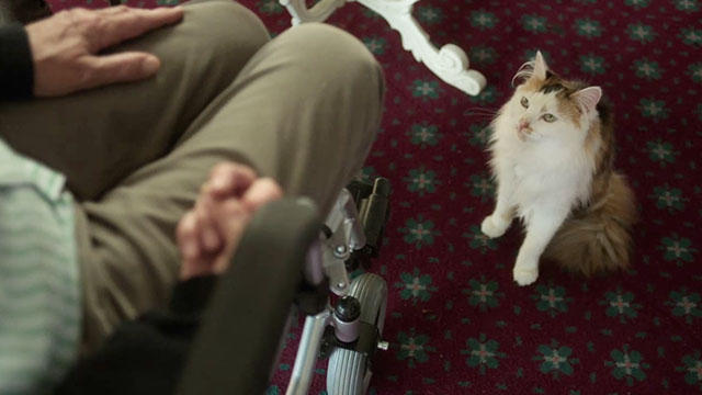 The Rule of Jenny Pen - longhair calico cat Pluto Marbles sitting beside wheelchair