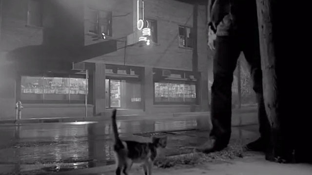 Rumble Fish - kitten standing on sidewalk as person approaches
