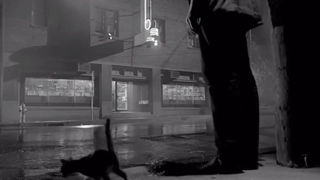 Rumble Fish - kitten moving away from someone on sidewalk