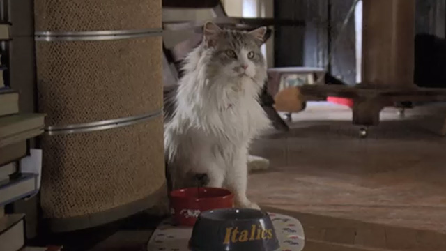 Runaway Bride - long-haired cat Italics sitting by food bowl