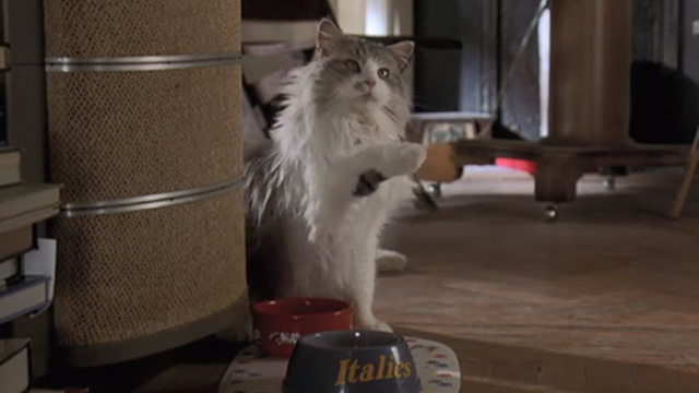 Runaway Bride - long-haired cat Italics begging by food bowl