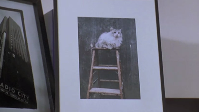 Runaway Bride - photo of long-haired cat in frame
