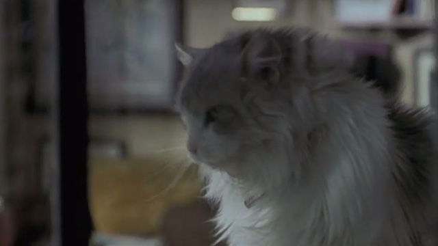 Runaway Bride - long-haired cat Italics looking out window