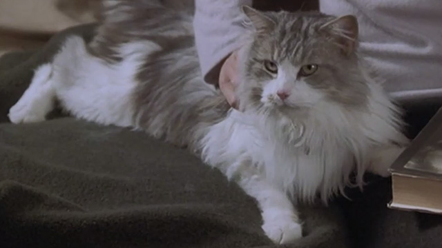 Runaway Bride - long-haired cat Italics sitting on couch
