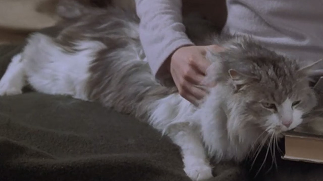 Runaway Bride - long-haired cat Italics sitting on couch