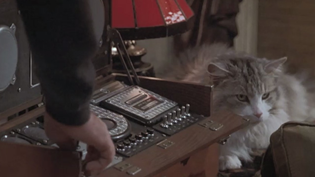 Runaway Bride - long-haired cat Italics sitting beside stereo