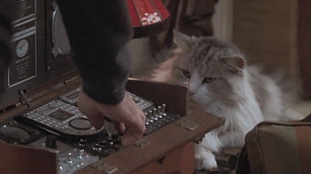 Runaway Bride - long-haired cat Italics sitting beside stereo