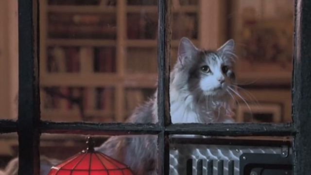 Runaway Bride - long-haired cat Italics looking out of window