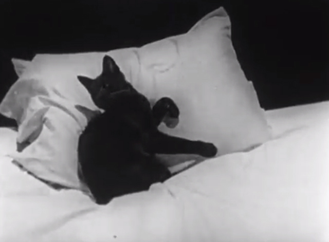 Run, Girl, Run - grey cat Pussums lying on bed