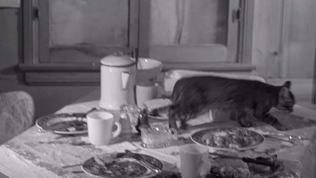 The Sadist - tabby kitten on kitchen table