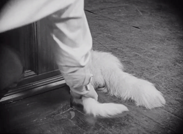 Safety Last! - Harold Lloyd grabbing longhair white cat tail next to white stole on floor