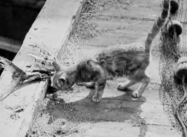 The Salvation Hunters - skinny tabby cat eating fish heads on dock