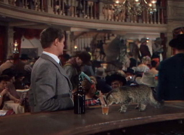 San Antonio - Maine Coon cat on bar sniffing at whiskey in glass