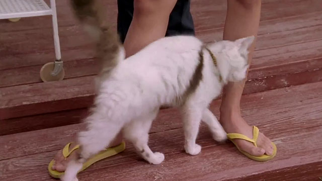 The Sandlot 2 - longhair tabby and white cat Miss Susan B. rubbing against legs