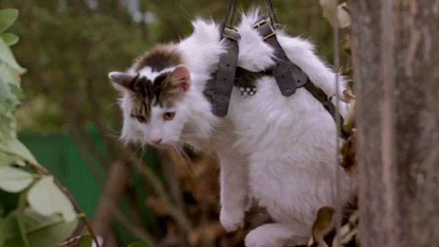 The Sandlot 2 - longhair tabby and white cat Miss Susan B. in sling