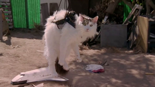 The Sandlot 2 - longhair tabby and white cat Miss Susan B. in sling