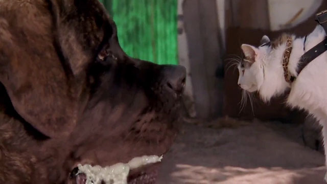 The Sandlot 2 - longhair tabby and white cat Miss Susan B. in sling face to face with giant dog