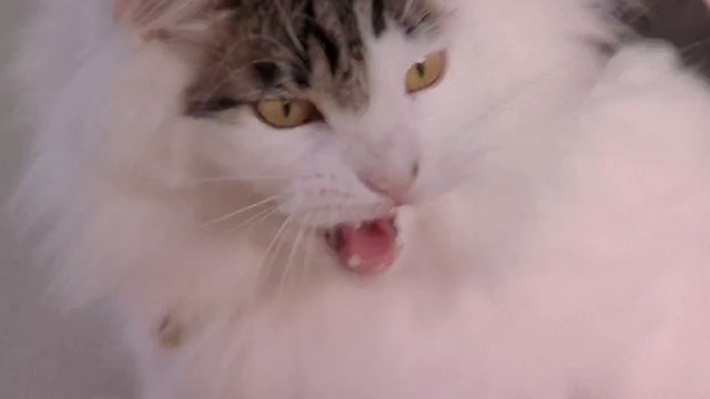 The Sandlot 2 - longhair tabby and white cat Miss Susan B. hissing