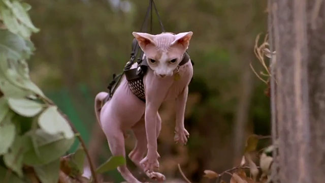 The Sandlot 2 - Sphynx cat in sling