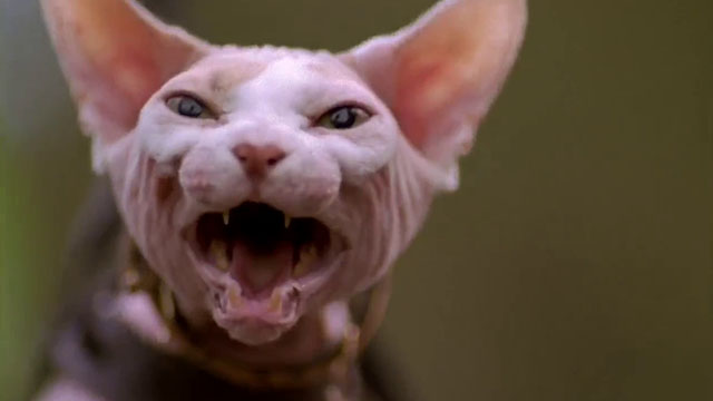 The Sandlot 2 - close up of Sphynx cat meowing