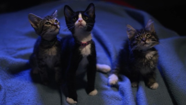 Santa Claws - kittens on blue blanket