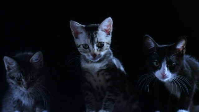 Santa Claws - kittens on roof