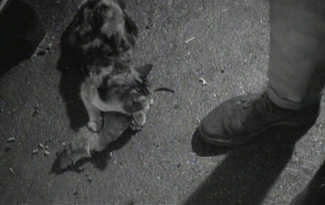 Saturday Night and Sunday Morning cat