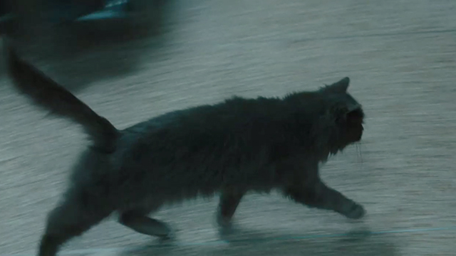The Savages - long haired gray cat Winston running