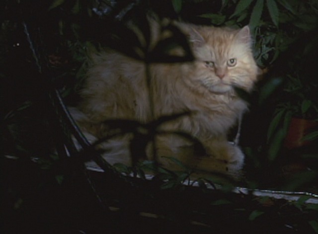 Saving Grace - ginger tabby cat in greenhouse