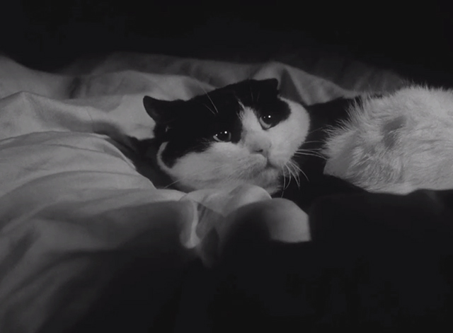 Sawdust and Tinsel - black and white tuxedo cat cowering on bed