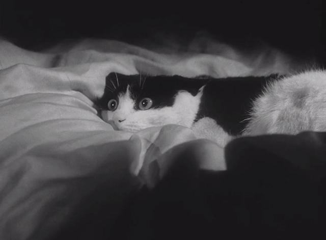 Sawdust and Tinsel - black and white tuxedo cat cowering on bed