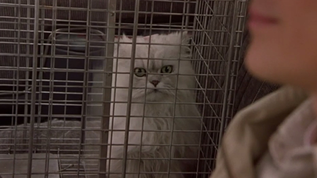 Say It Isn't So - white long-haired cat in cage