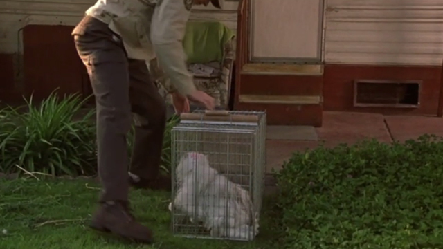 Say It Isn't So - man setting down white long-haired cat in cage