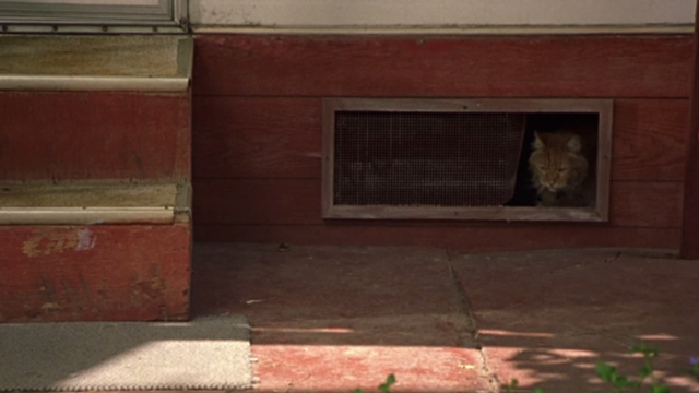 Say It Isn't So - long-haired ginger tom cat coming out from beneath house