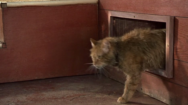 Say It Isn't So - long-haired ginger tom cat coming out from beneath house