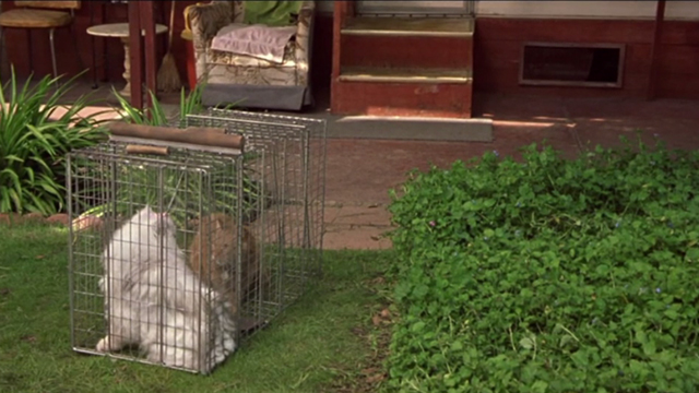 Say It Isn't So - dirty long-haired tabby Ringo approaching caught in cage with white long-haired cat