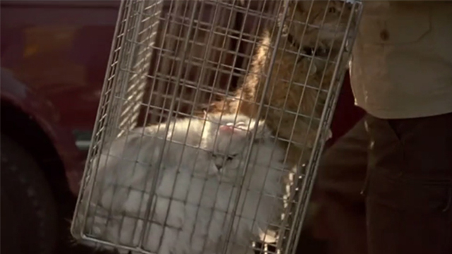 Say It Isn't So - dirty long-haired tabby cat Ringo and white long-haired cat in cage