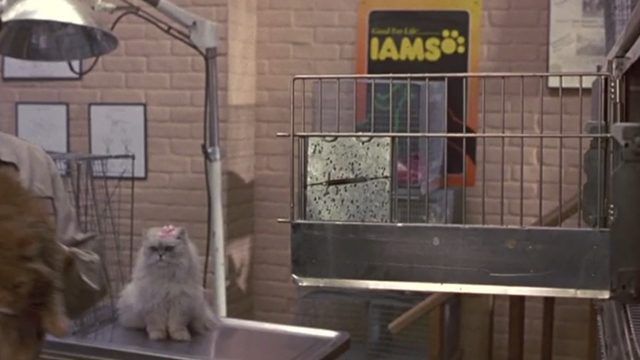 Say It Isn't So - white long-haired cat sitting on table in shelter