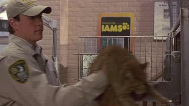 Say It Isn't So - Gilly Chris Klein placing dirty long-haired tabby cat Ringo in cage