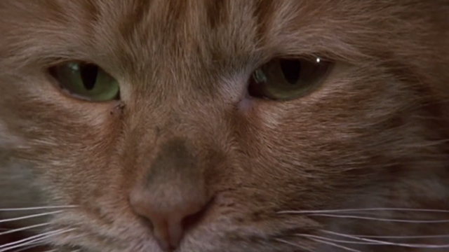 Say It Isn't So - extreme close up of dirty long-haired tabby cat Ringo