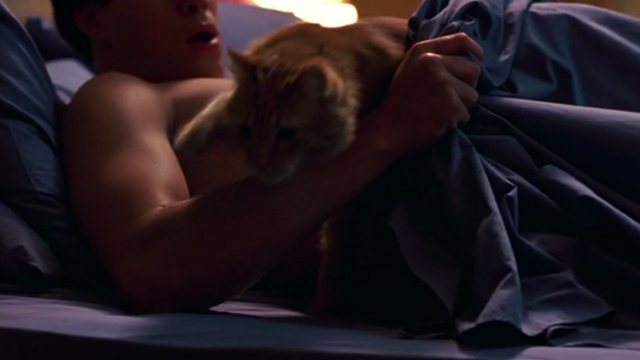 Say It Isn't So - Gilly Chris Klein pulling back covers as long-haired tabby cat Ringo runs out from beneath